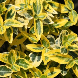 Euonymus-Fortunei-Emerald-Gold