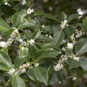 osmanthus Archivi - Verde-Commerce