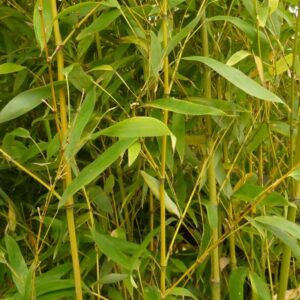 Phyllostachis aurea