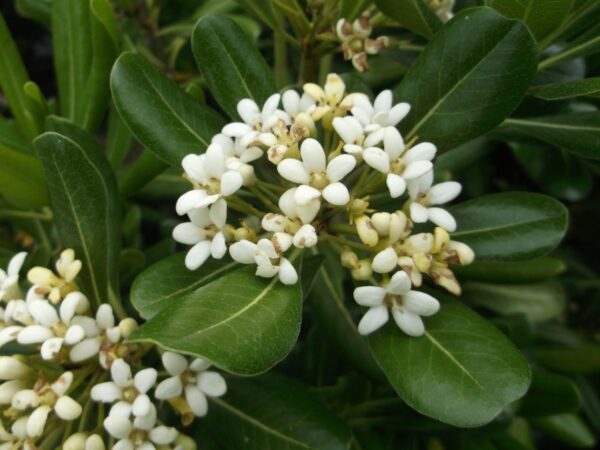 Pittosporum-Tobira