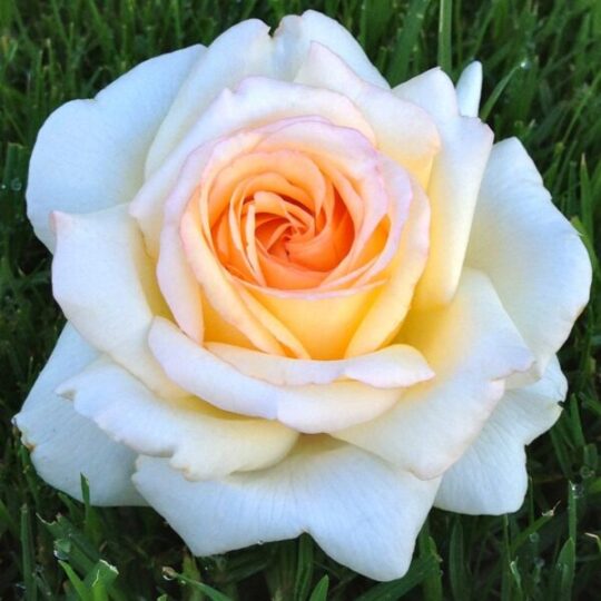 Rosa-Anastasia