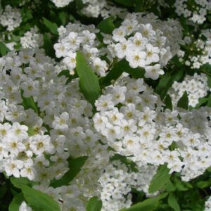 Spirea-Vanhouttei