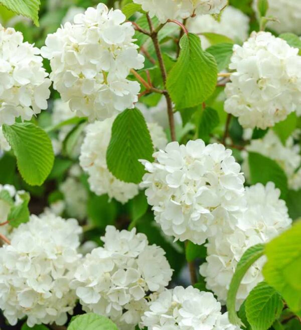 Viburnum plicatum pop corn