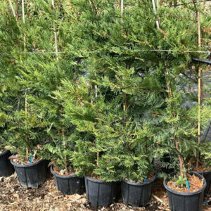 Cipresso Leylandii (Cupressocyparis leylandii) - Piccola