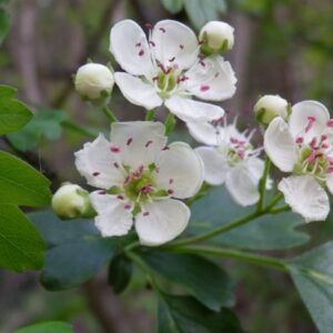 Crataegus monogyna