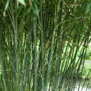 Bambù Bissetii (Phyllostachys bissetii)