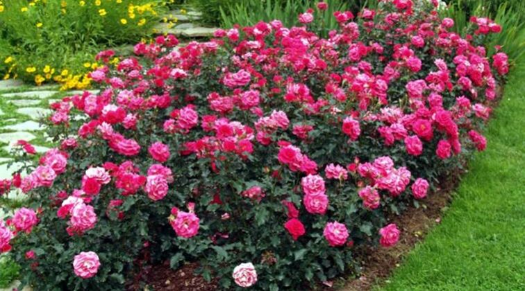 Rosa rampicante Rosa Nera - v.18 x 22 cm —