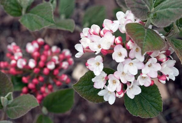 Viburnum Carlesii