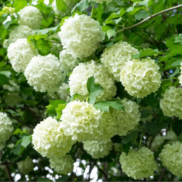 Viburnum opulus roseum