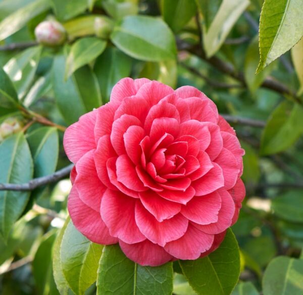 Camelia-Japonica