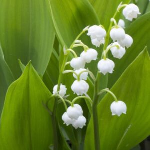 Mughetto - Convallaria Majalis