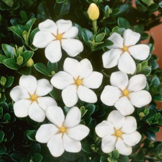Gardenia-Jasminoides