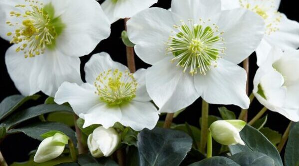 Helleborus-Niger