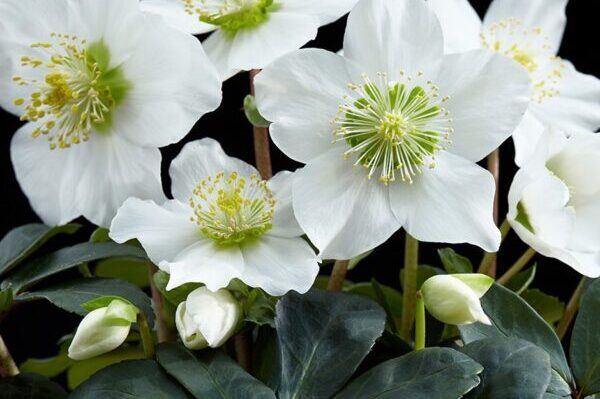 Helleborus-Niger