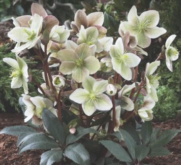 Helleborus-Winter-Sun