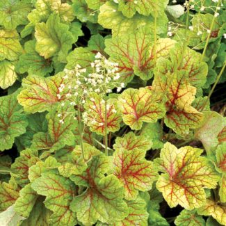Heuchera-Electra