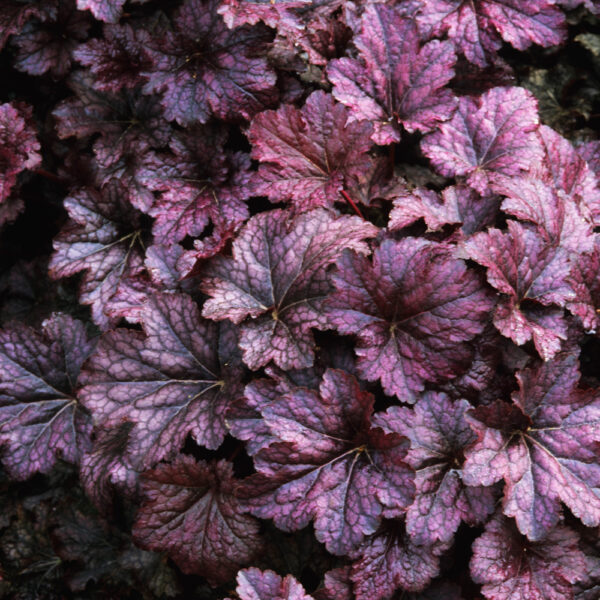 Heuchera-Palace-Purple