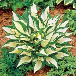 Hosta-Reversed-Patriot