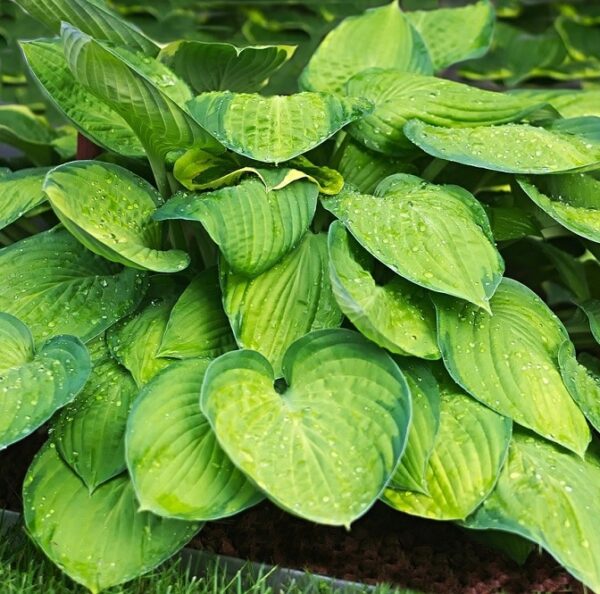 Hosta