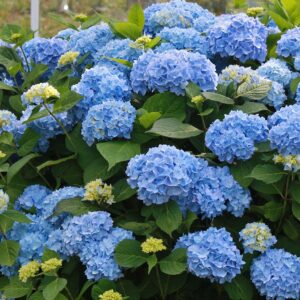 Hydrangea-Macrophylla