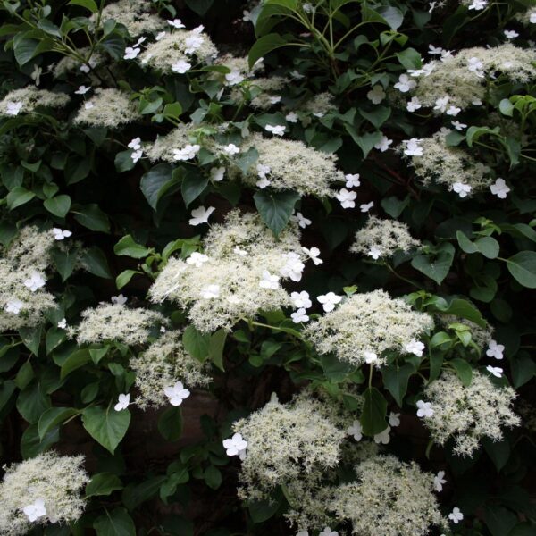 Hydrangea-Petiolaris