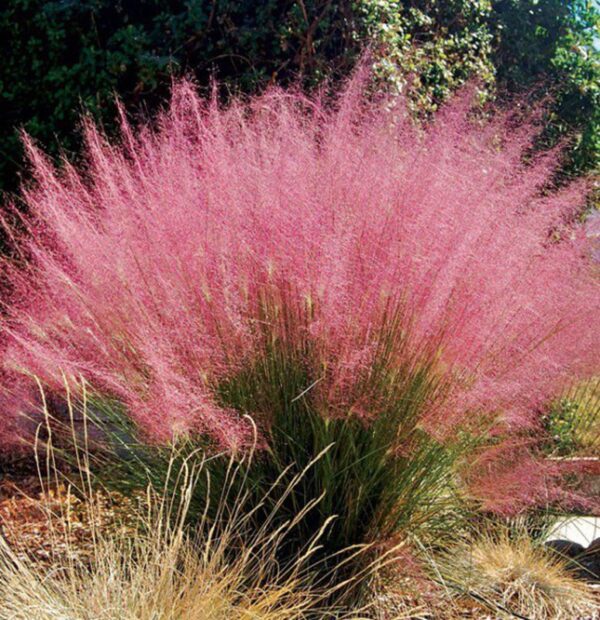 Muhlenbergia-Capillaris