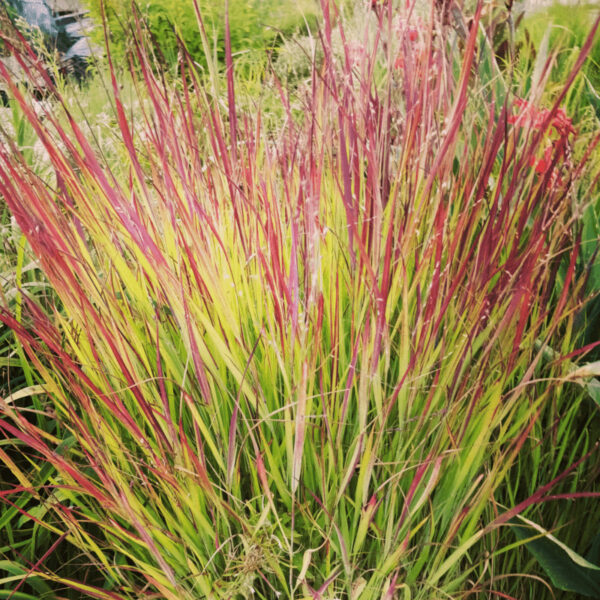 Panicum-Virgatum