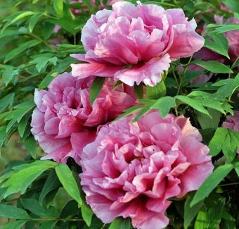 Peonia-Arbustiva