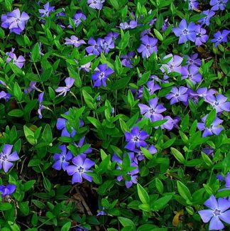 Vinca-Minor