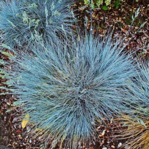 festuca-glauca