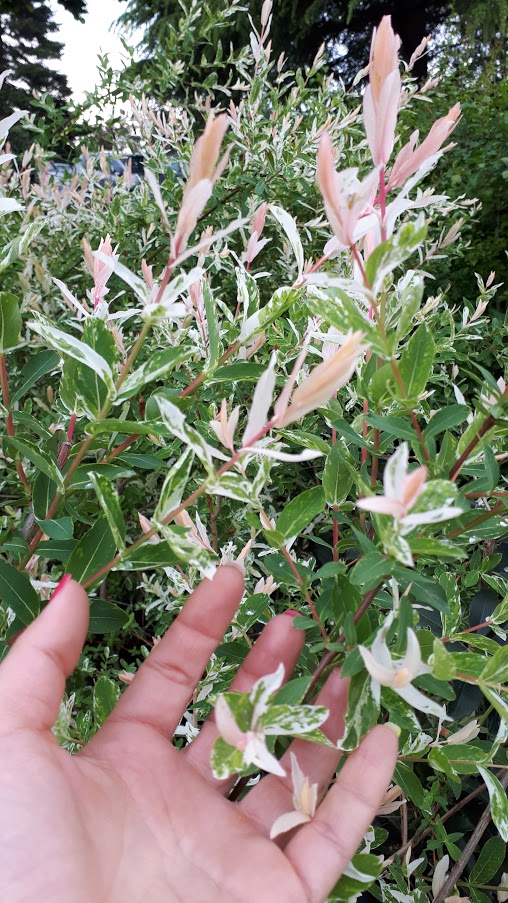salix integra