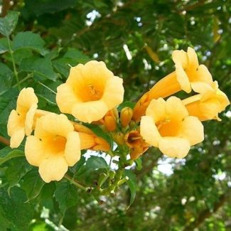 Campsis-Radicans-Flava