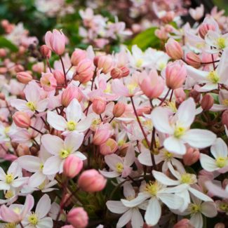 Clematis-Armandii-Apple-Blossom