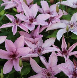 Clematis-Hagley-Hybrid