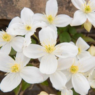 Clematis-Montana-Grandiflora