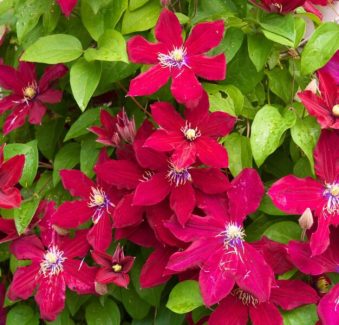 Clematis-Viticella-Royal-Velours