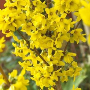 Forsizia (Forsythia intermedia)