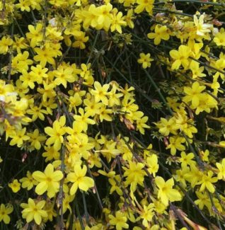 Jasminum-Nudiflorum