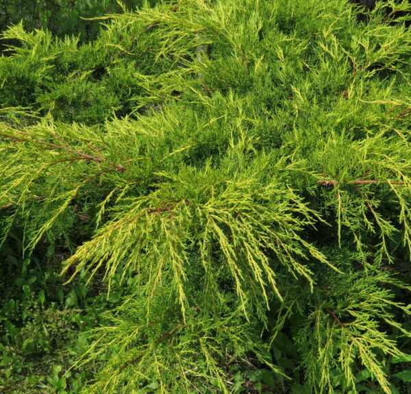 JUniperus-chinensis-Pfitzeriana-Verde