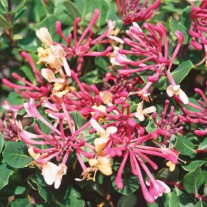 50 Pz Vera Pianta Di Edera - Hedera Helix - Piante Da Balcone Hardy Semi  Perenni Regalo Pianta D'Appartamento Di Edera Piante Esotiche, Regali Per  Gli Amanti Delle Piante Piante Rampicanti 