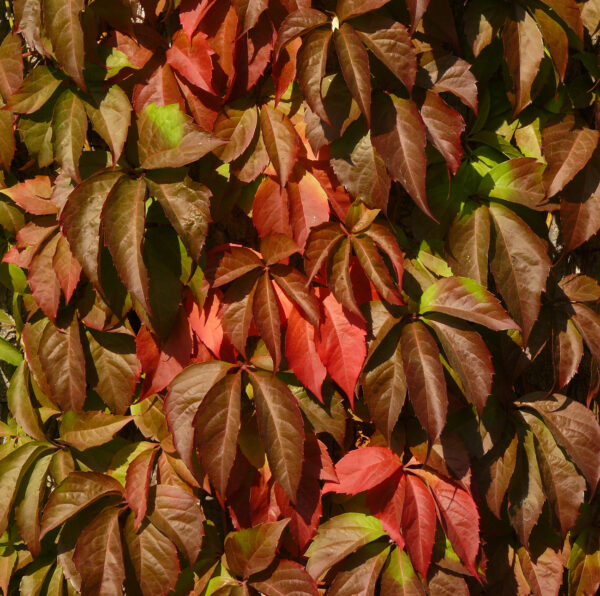 Parthenocissus-Quinquefolia