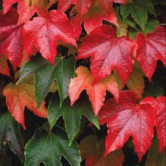 Parthenocissus-Tricuspidata