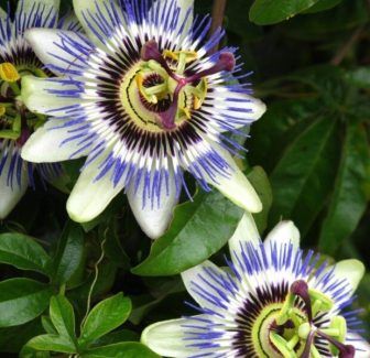 Passiflora-Caerulea