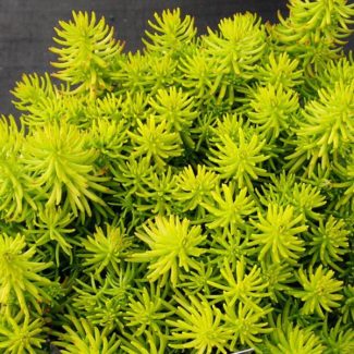 Sedum-Acre-Aureum