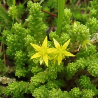 Sedum-Acre