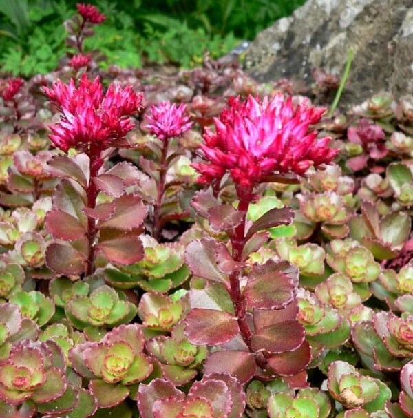 Sedum-Spurium-Coccineus