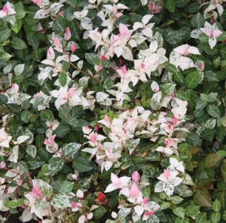 Trachelospermum-Jasminoides