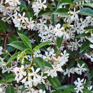 Trachelospermum-Jasminoides