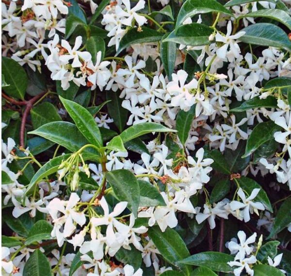 Trachelospermum-Jasminoides