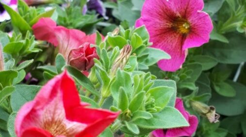 fiorito verde-commerce